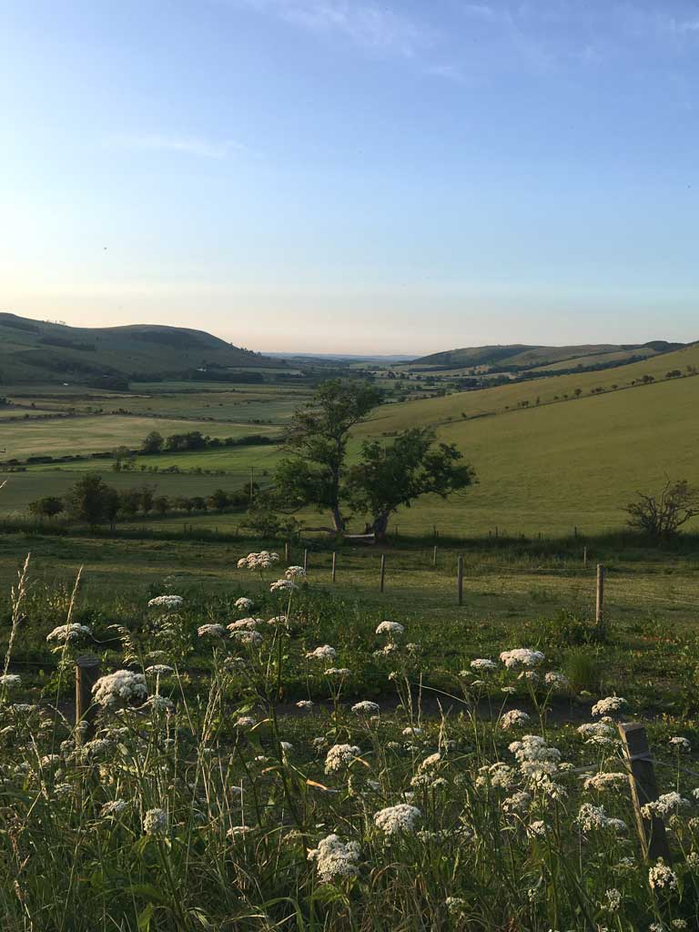 Valley with tree and cow parsley in evening