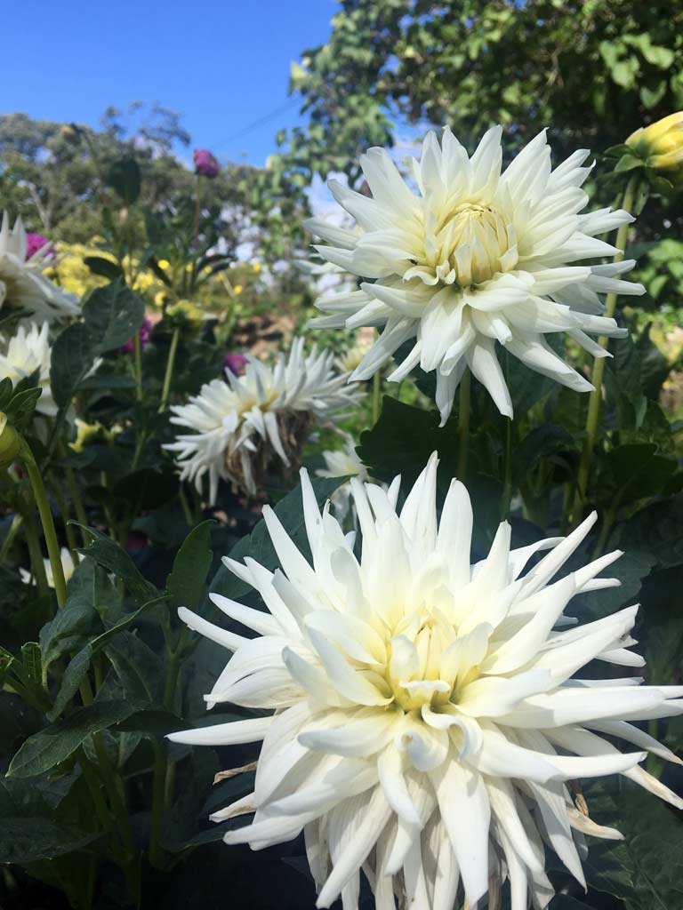 Spiky white dahlias