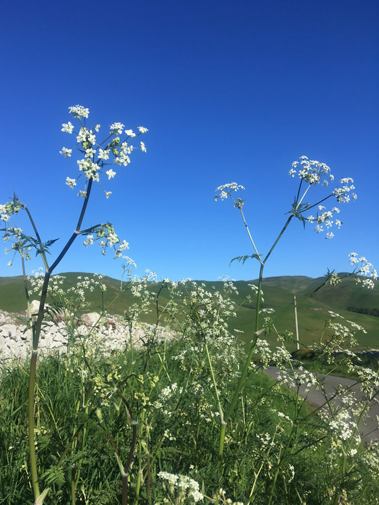 Cow parsley and intense blue sky by Anne's Seat on the Halterburn Road
