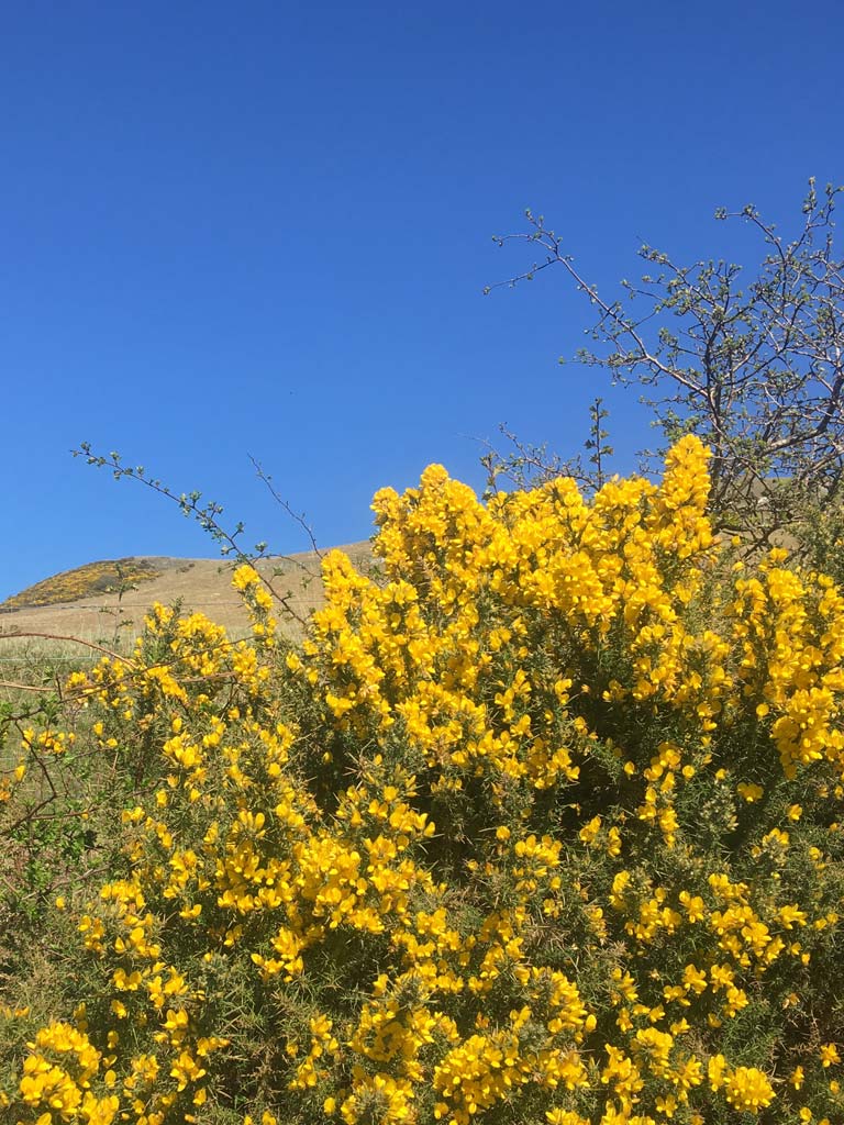 Gorse (or whin) in bloom close-up and on hillside behind